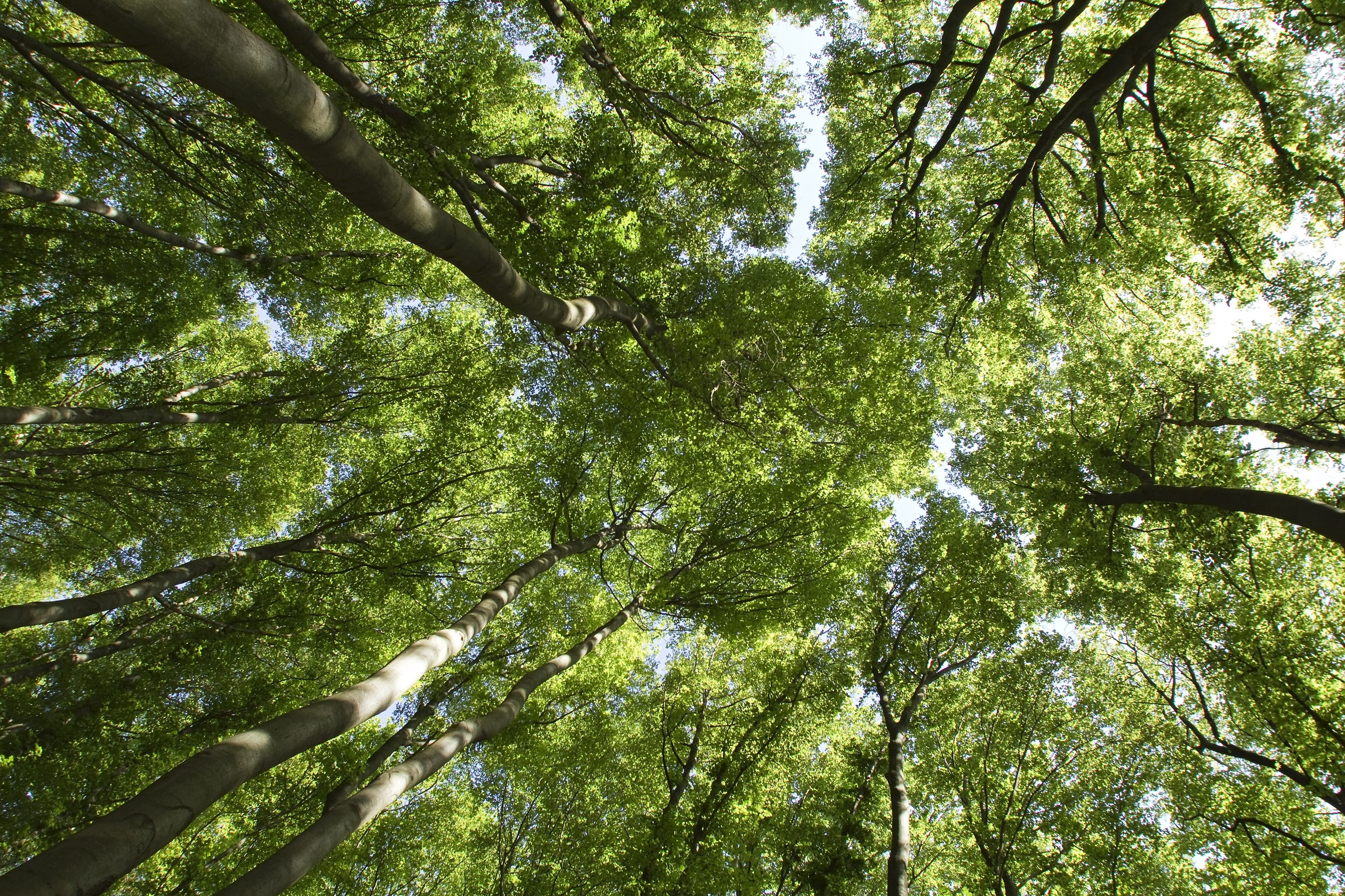 Acht frisch gezapfte Kölschgläser mit Schaumkrone stehen auf einer Theke aus glänzendem Kupfer.