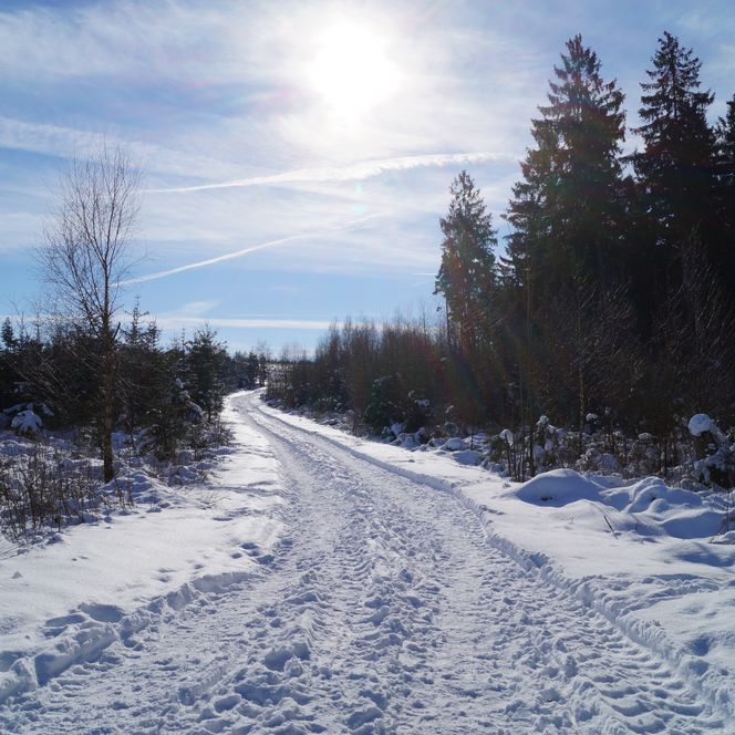 Verschneiter Waldweg unter klarem Himmel mit strahlender Sonne und Tannen im Hintergrund.