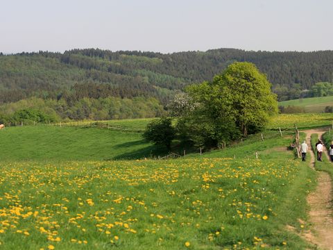 Wiese mit Löwenzahn, einem einzelnen Baum, am rechten Rand ein Pfad mit einer kleinen Wandergruppe