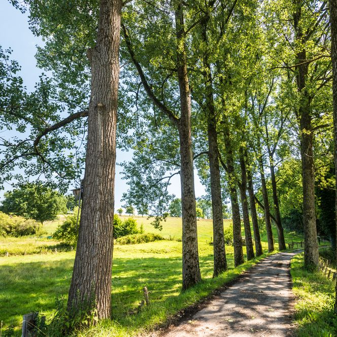 <p>Weg gesäumt von großen Bäumen in ländlicher Landschaft bei Sonnenschein, ruhige, grüne Umgebung.</p>