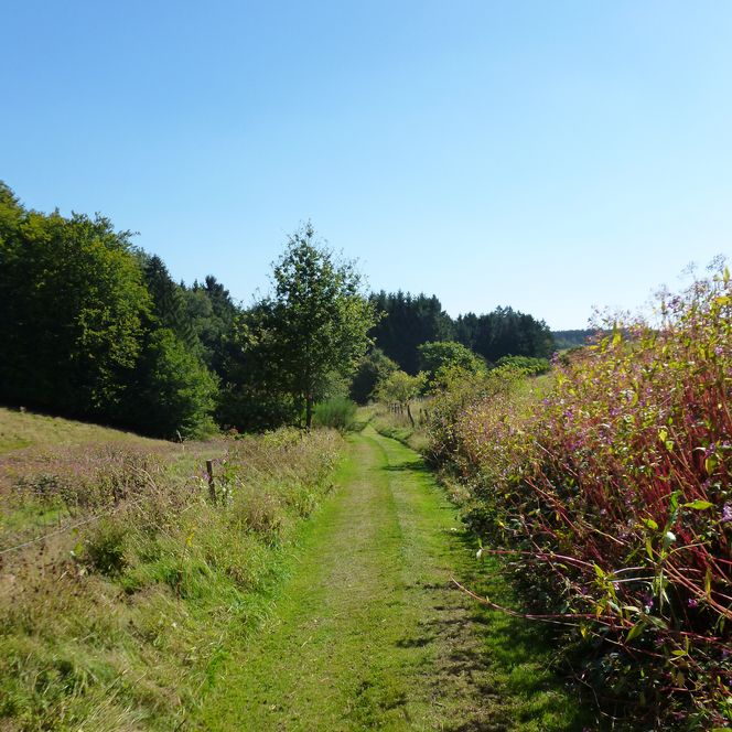 Wanderweg durch grüne Wiese, gesäumt von Bäumen und Sträuchern, unter klarem, blauem Himmel.