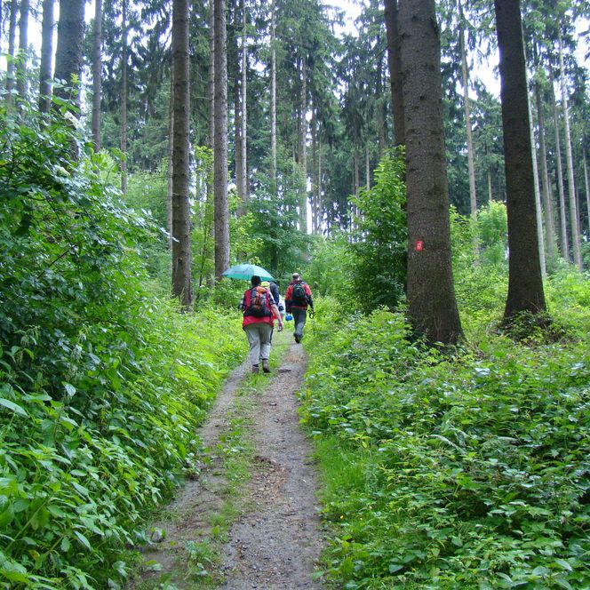 Wanderer auf einem Waldweg im üppigen, grünen Wald bei Bergisch Gladbach unter bedecktem Himmel.