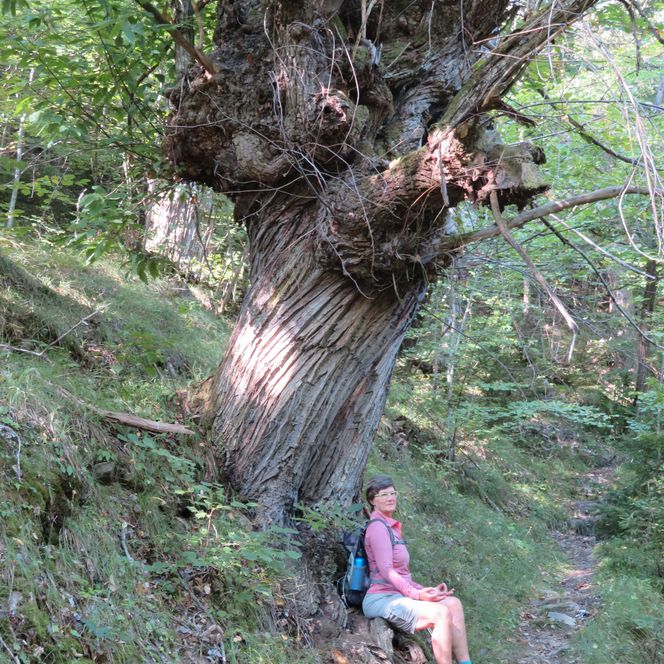 Eine Frau sitzt auf der Wurzel eines großen Baumes im Wald.