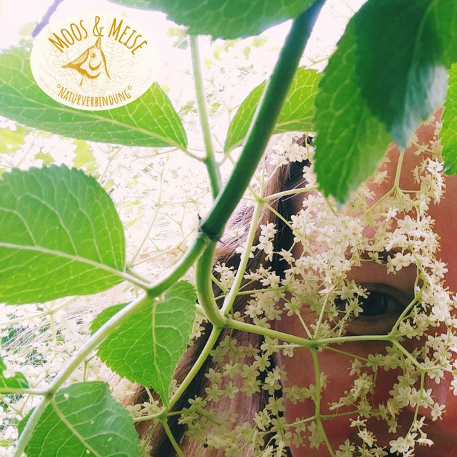 Detailaufnahme von Holunderblüten.