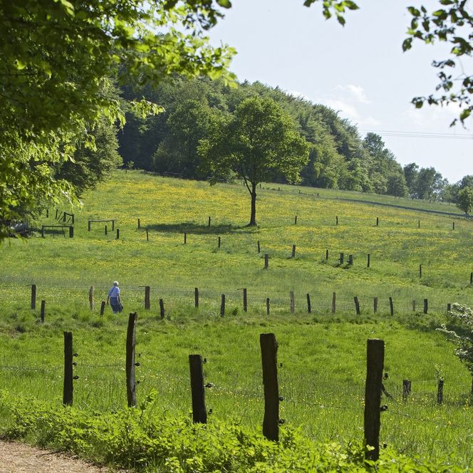 Eine grüne Wiese mit vereinzelten Bäumen und einem Pfad im Vordergrund in ländlicher Umgebung.