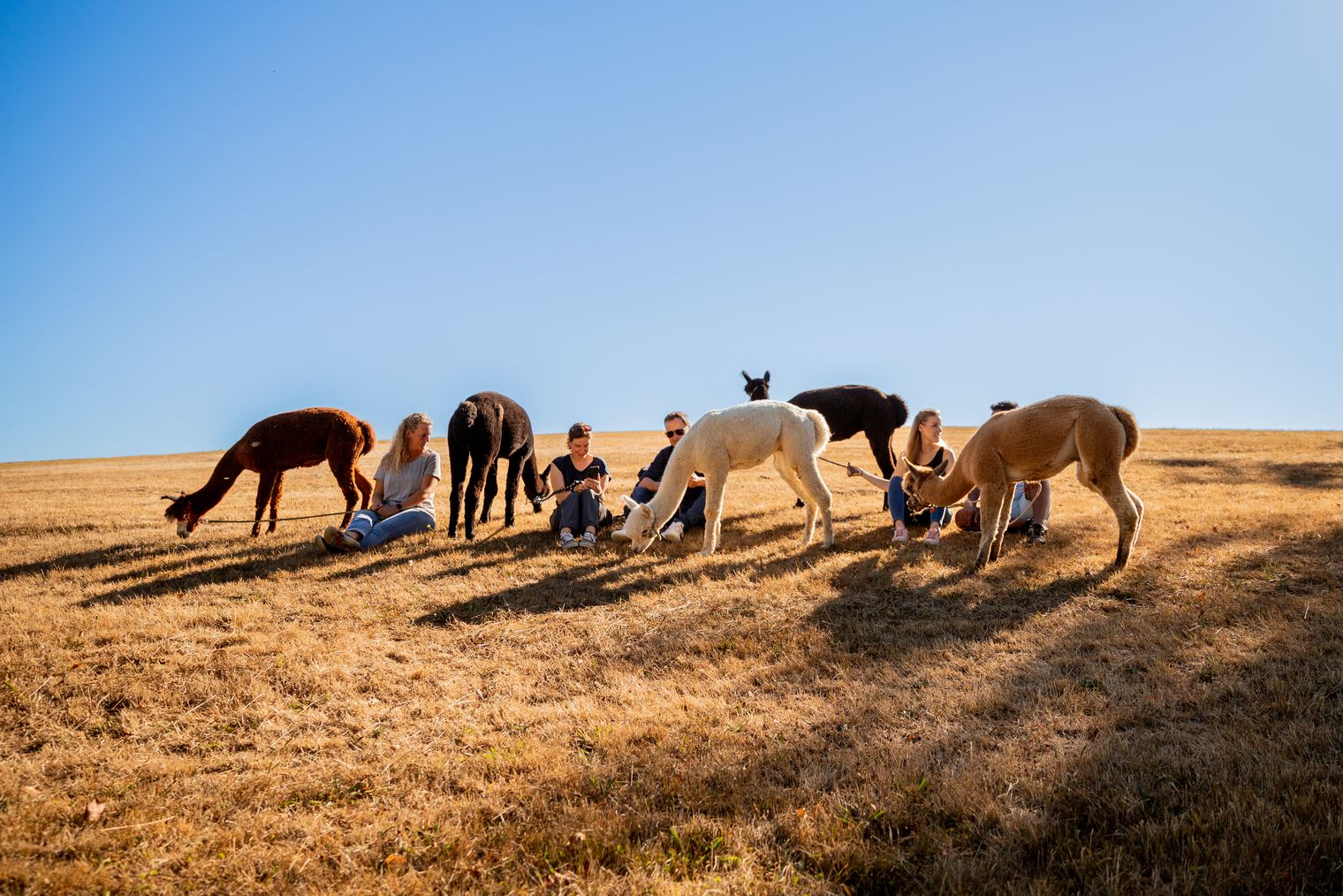 Alpakas auf weitem Feld mit sitzenden Menschen unter klarem Himmel in einer friedlichen Landschaft.