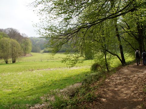 Wiese und viel Natur