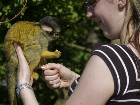 Affe sitzt auf der Hand von einem Mädchen