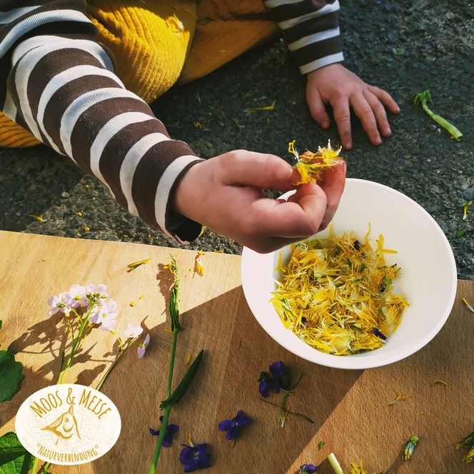 Eine Kinderhand hält ein paar abgerissene Blüten einer Löwenzahnpflanze in der Hand. Daneben steht eine Schüssel mit abgerissenen Löwenzahnblüten.