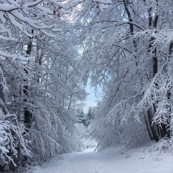 <p>Verschneiter Waldweg mit schneebedeckten Bäumen an einem klaren Wintertag in Gummersbach.</p>