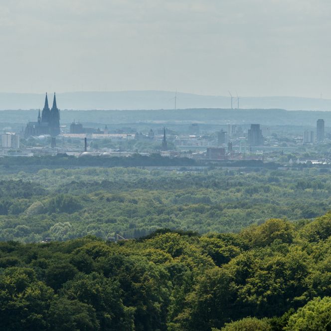 Aussicht auf Kölns Skyline mit Dom und Fernsehturm im Hintergrund, Wälder im Vordergrund.