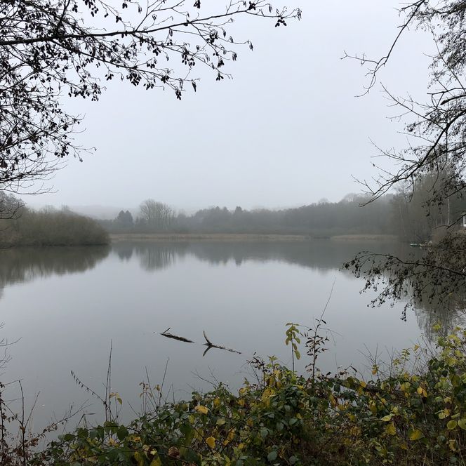 Ruhiger See umgeben von kahlen Bäumen an einem nebligen Tag; herbstliche Atmosphäre.