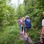 Wanderer auf einem grünen Waldweg, von hohen Bäumen umgeben, in sommerlicher Kleidung.
