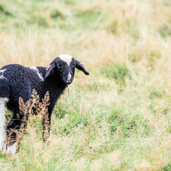 Schwarzes Schaf mit weißen Abzeichen steht auf einer grünen Wiese und schaut neugierig zurück.