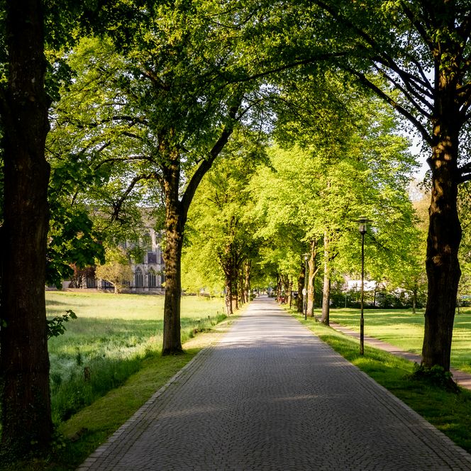 Allee mit Kopfsteinpflasterstraße, gesäumt von grünen Bäumen, führt durch eine sonnige Parklandschaft.