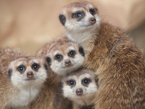 vier Erdmännchen blicken in die Kamera