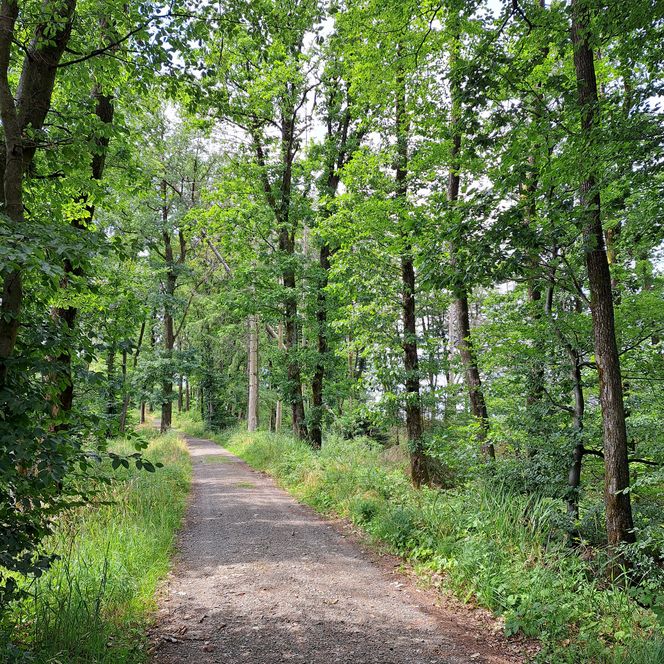 Waldweg im Sommer, gesäumt von hohen, grünen Bäumen, führt durch einen ruhigen, leichten Wald.