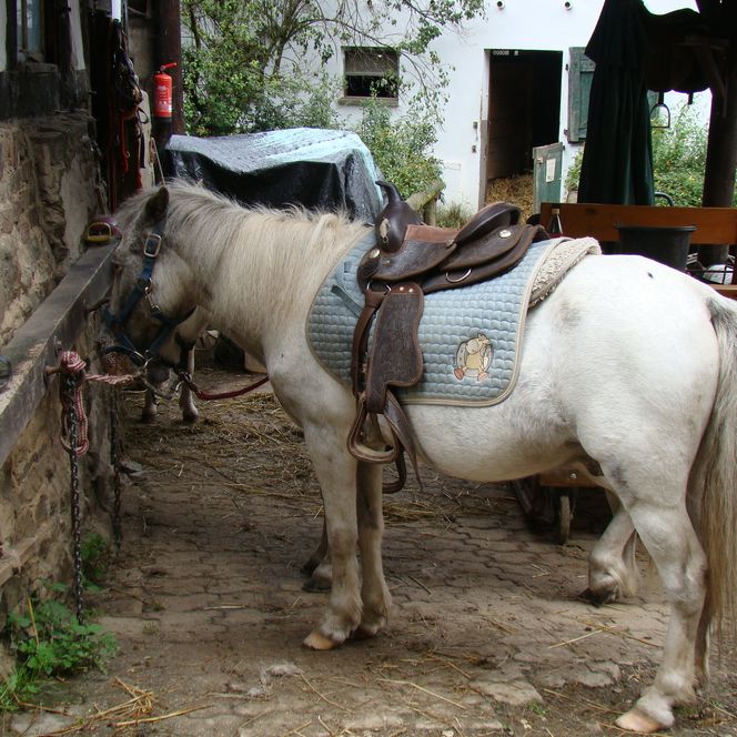 Ein Pony mit Sattel steht angebunden neben einem alten Steinhaus, umgeben von bäuerlicher Atmosphäre.