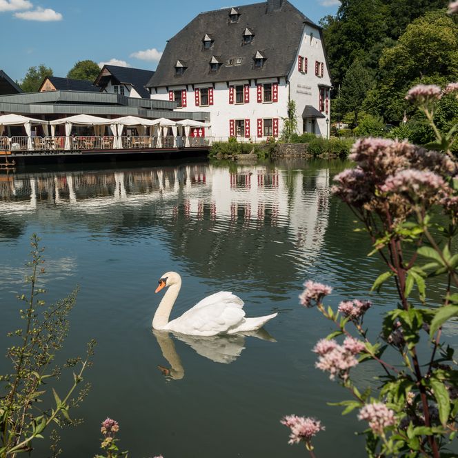 Elegant schwimmender Schwan vor einem historischen, weißen Gebäude am Teich mit blühenden Pflanzen.