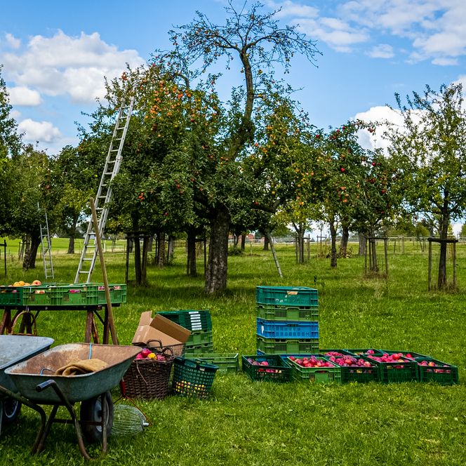 Apfelbäume auf einer grünen Wiese, mit Obstkisten, Leitern und Schubkarren für die Ernte.