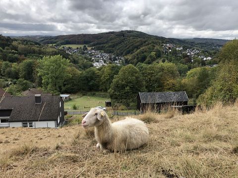Ein Schaf liegt auf einer Wiese, im Hintergrund Weitblick über das Aggertal.
