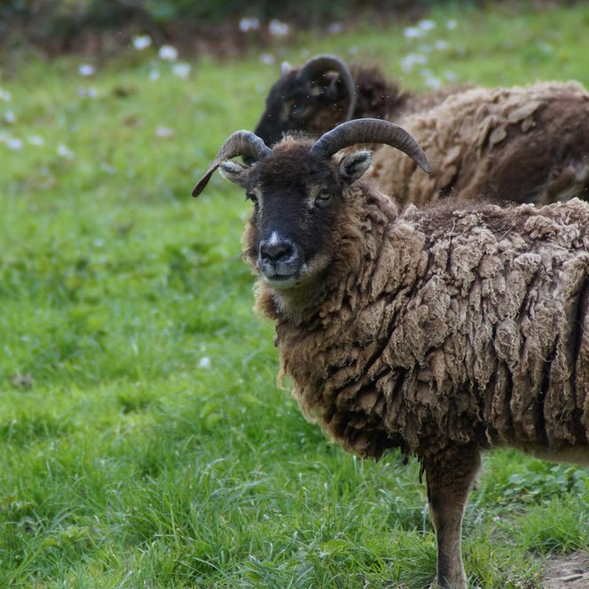 Zwei braune, verwilderte Schafe grasen auf einer grünen Wiese. Eines schaut neugierig in die Kamera.
