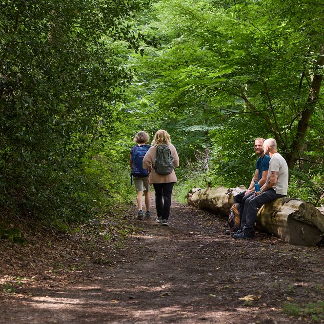 Wanderer im grünen Wald auf schattigem Weg, zwei Personen auf Baumstämmen sitzend.