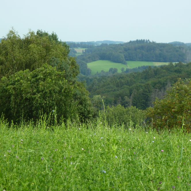 Grüne Wiesenlandschaft mit üppigen Bäumen und sanften Hügeln unter leicht bewölktem Himmel.