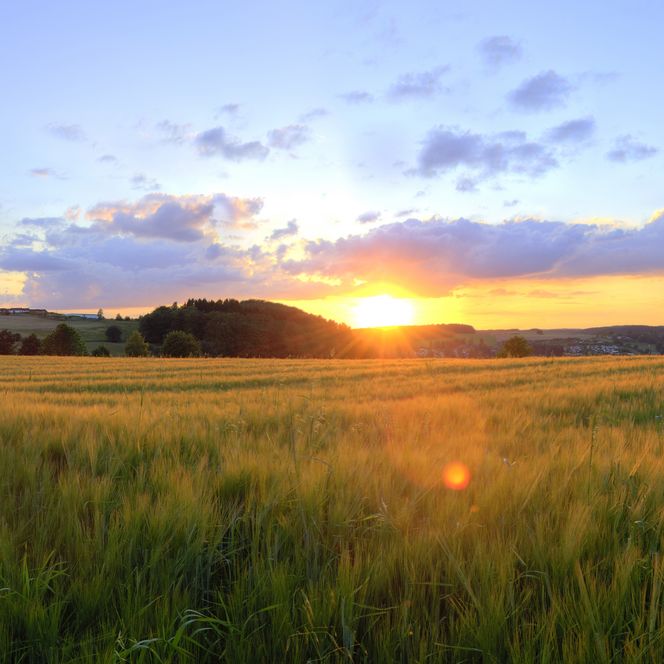 Sonnenuntergang über einem weiten, goldenen Feld mit bewaldetem Hügel im Hintergrund und blauem Himmel.