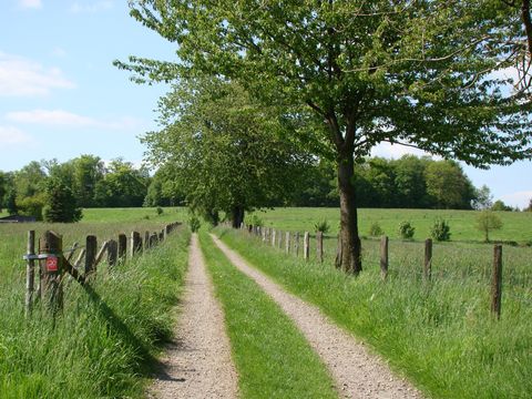 Ein Wanderweg durch grüne Felder bei blauem Himmel. Rechts steht ein grüner Baum am Wegesrand