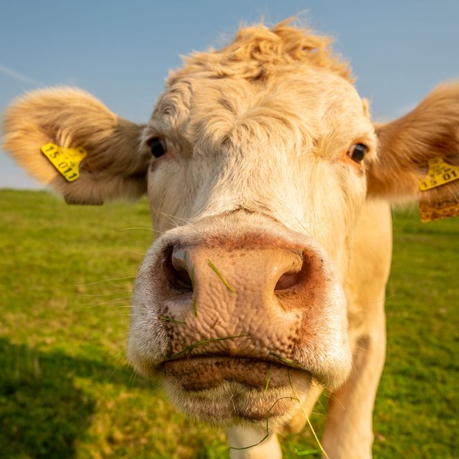 Kuh auf grüner Wiese, frontal fotografiert, schaut neugierig in die Kamera, blauer Himmel im Hintergrund.
