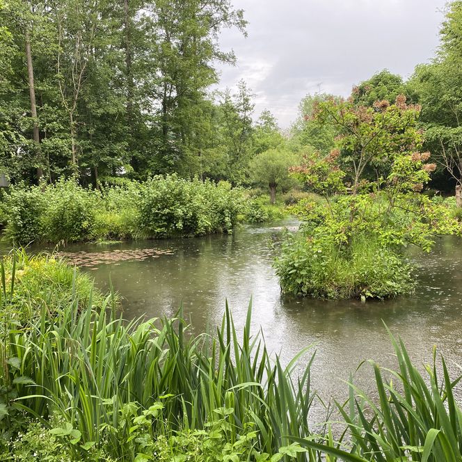 Ein idyllischer Teich umgeben von üppigem Grün und Bäumen in einer ruhigen, natürlichen Umgebung.