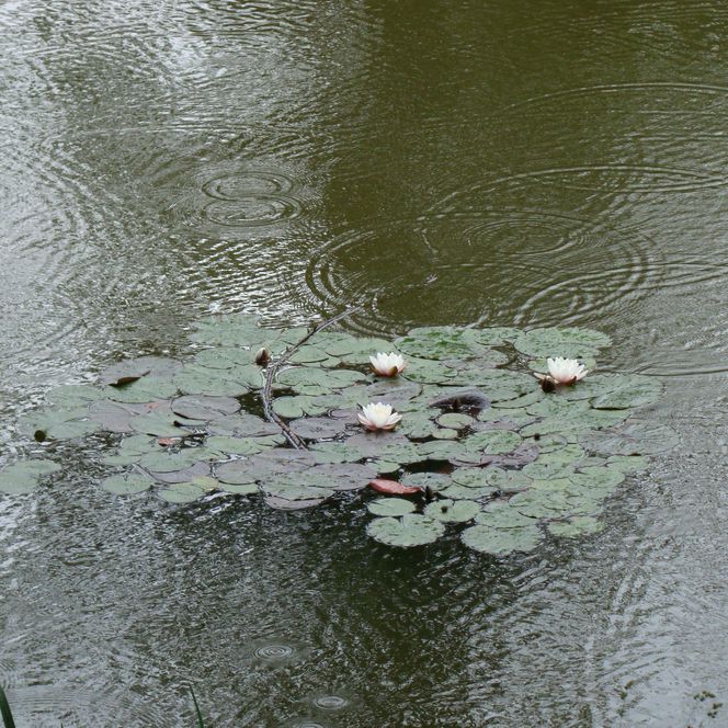 Seerosen auf Regen-gekräuseltem Wasser in einem natürlichen Teich bei Bergisch Gladbach.