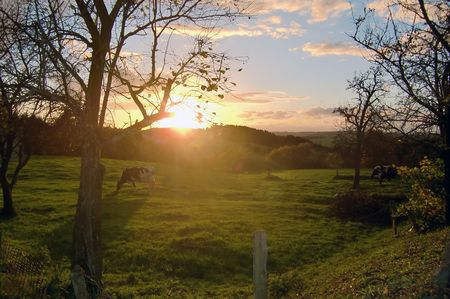 <p>Grüne Wiese mit Kühen bei Sonnenuntergang, Bäume werfen lange Schatten, Himmel teils bewölkt.</p>