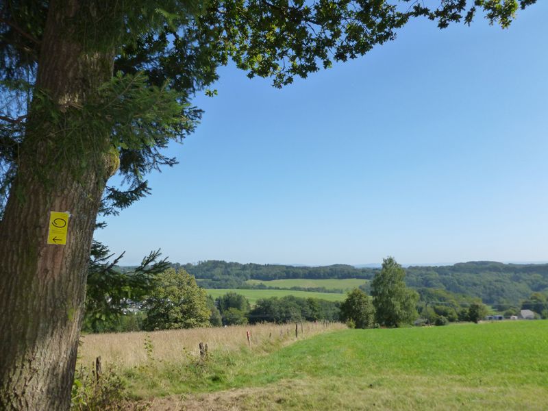 <p>Landschaft bei Waldbröl: Weite Wiesen und Wälder unter klarem blauem Himmel, ein Baum im Vordergrund.</p>