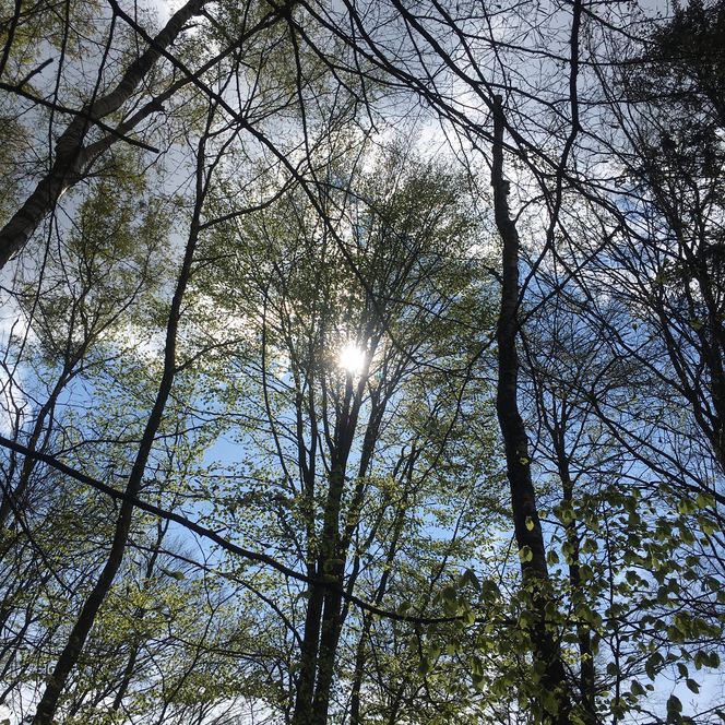 Die Sonne scheint durch ein Blätterdach aus lichten Bäumen, der Himmel ist leicht bewölkt.