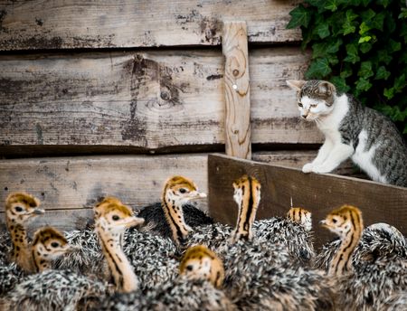 Eine Katze beobachtet neugierig eine Gruppe von Straußenküken vor einer hölzernen Wand.