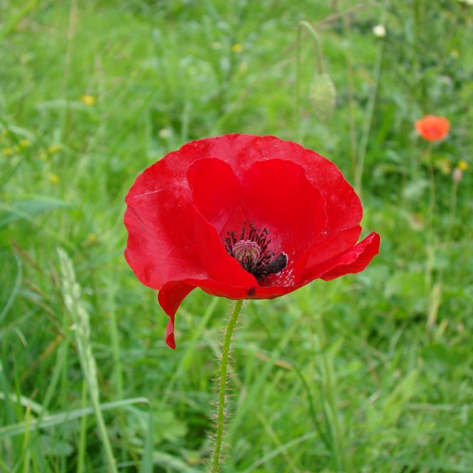 Rote Mohnblume in voller Blüte vor einem grünen, üppigen Wiesenhintergrund.