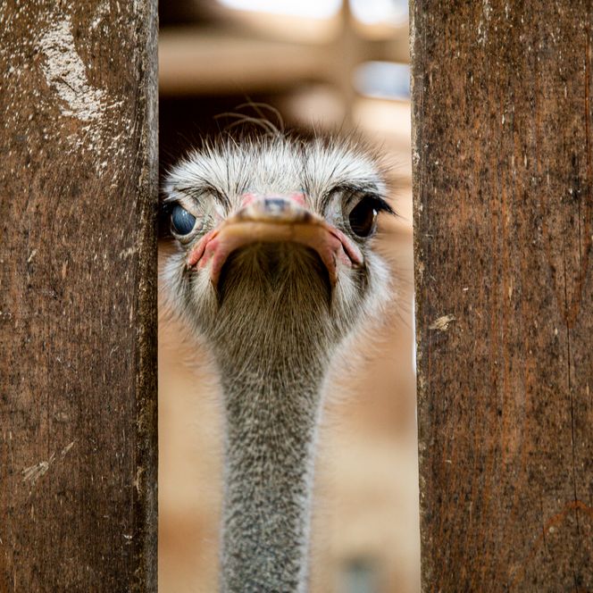 Ein Strauß, der zwischen zwei hölzernen Zäunen hervorschaut, bietet einen neugierigen und humorvollen Anblick.