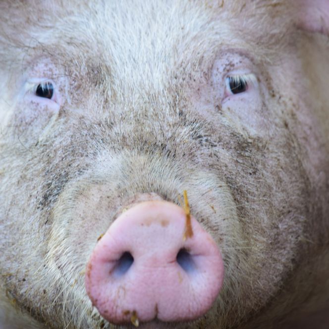 Ein Schwein schnüffelt neugierig in die Kamera, umgeben von einem natürlichen, ländlichen Hintergrund.
