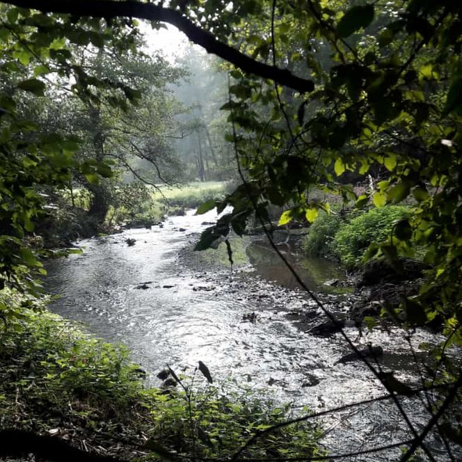 Ein Bach, der durch ein dunkleres Waldstück fließt.