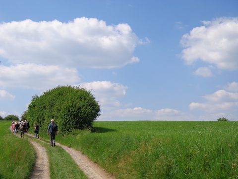 Ein Feldweg führt druch saftig grüne Wiesen, im Hintergrund blauer Himmel mit ein paar weißen Wolken.