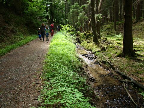 Waldweg am Bach entlang