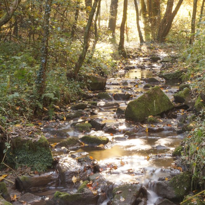 <p>Ein malerischer Wald mit Bach, beleuchtet von warmem Sonnenlicht, lädt zum Verweilen ein.</p>