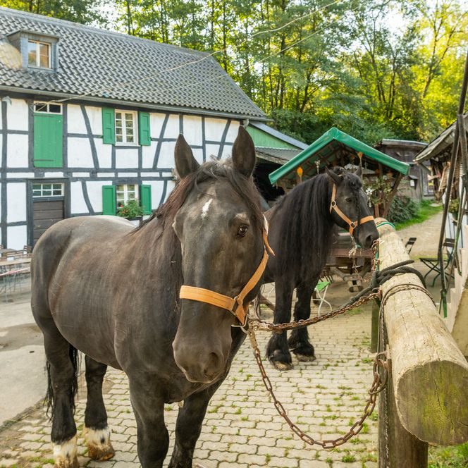Zwei große, schwarze Pferde stehen im Hof eines Fachwerkhauses, umgeben von Bäumen.