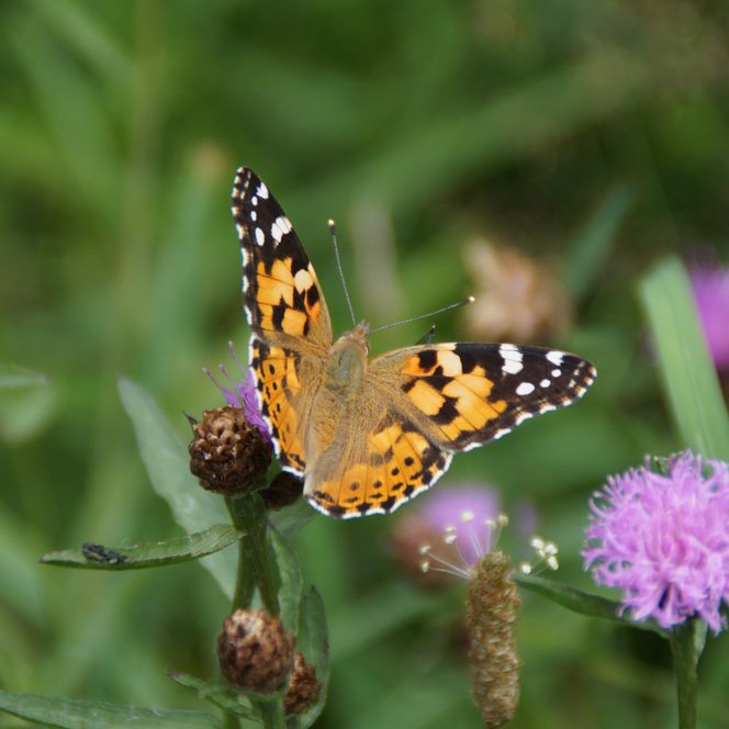 <p>Ein bunter Schmetterling sitzt auf einer lila Blüte inmitten von grüner Vegetation.</p>