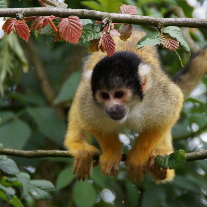 <p>Ein Totenkopfäffchen sitzt auf einem Ast, umgeben von grünem Laub und roten Blättern.</p>
