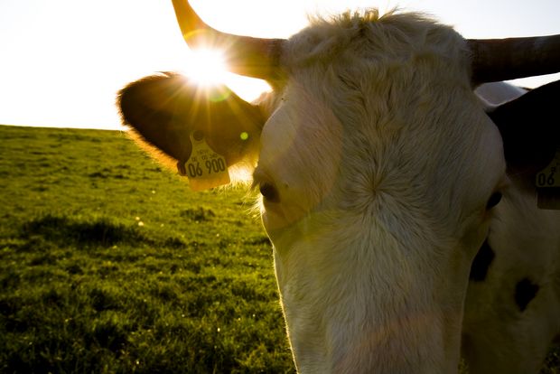 Kopf einer Kuh in Großaufnahme, Sonne scheint zwischen Ohr und Horn hindurch