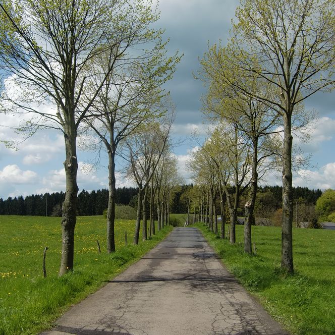 Eine von Bäumen gesäumte Landstraße führt durch grüne Wiesen unter einem teils bewölkten Himmel.