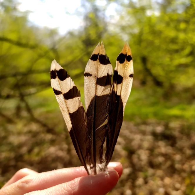Eine Hand hält drei Federn in der Hand. Im Hintergrund ist Wald zu sehen.